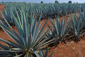 Все об агаве (Agave)